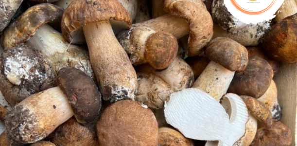 FUNGHI PORCINI FRESCHI