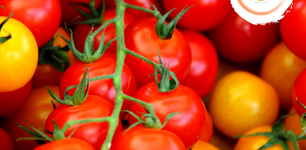 POMODORI D’INVERNO GIALLI , ROSSI SALENTINI